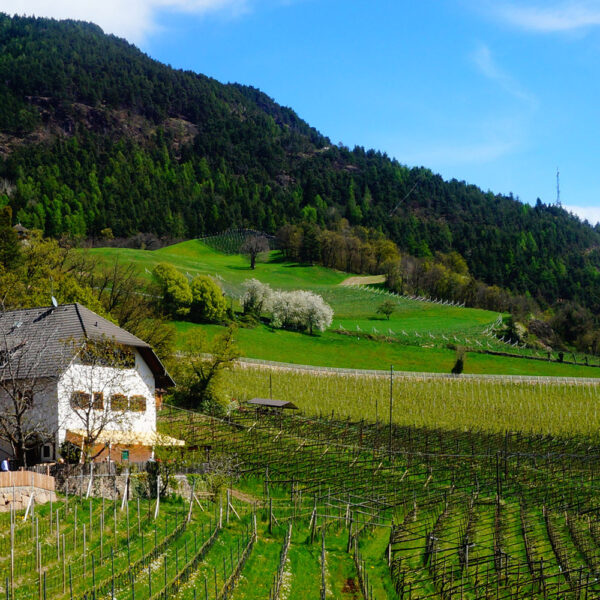 Patscheider Hof in Signat